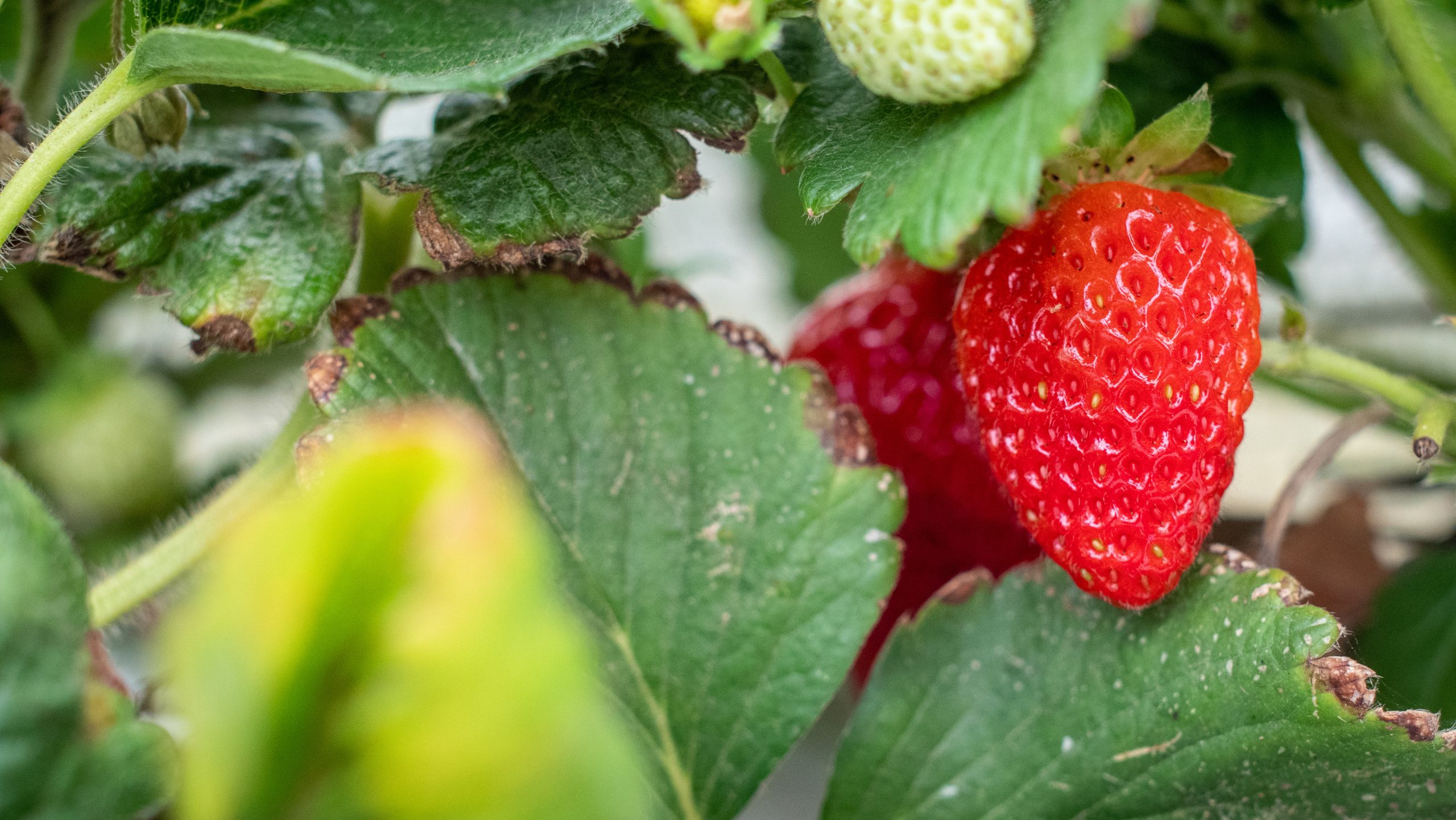 Revolution Farms Strawberries
