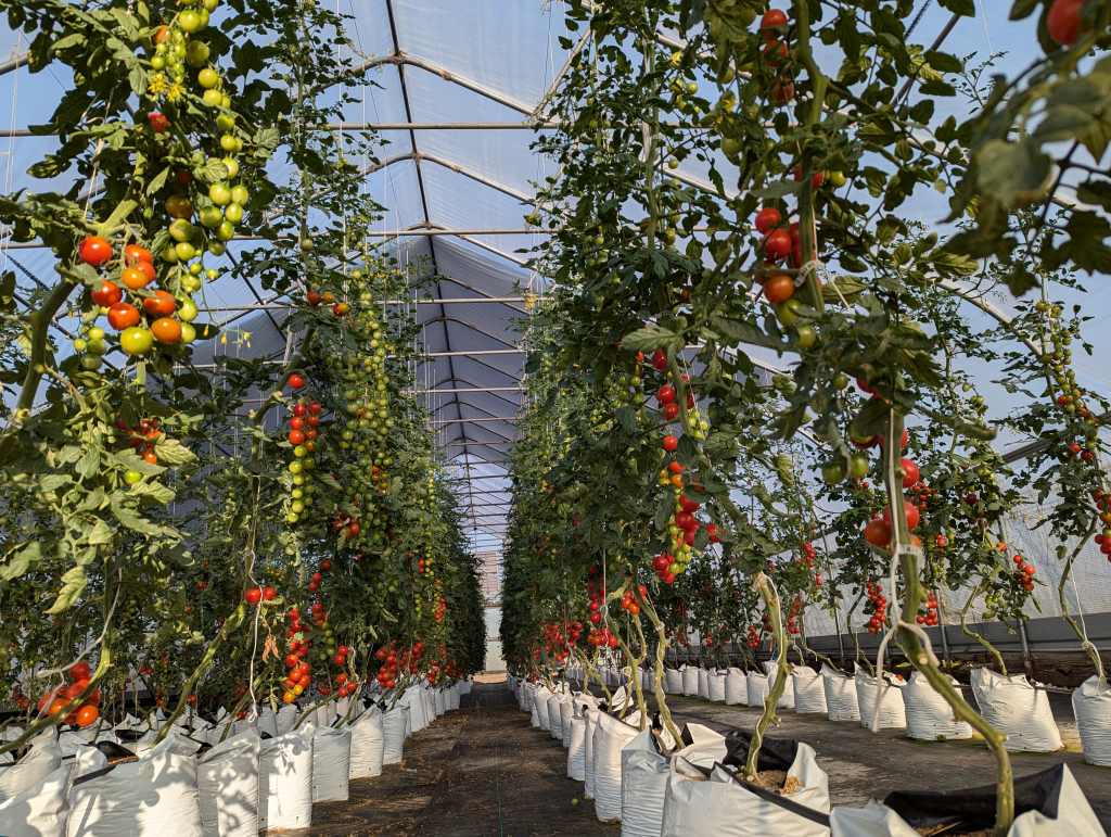 Revolution Farms, Growing Bags