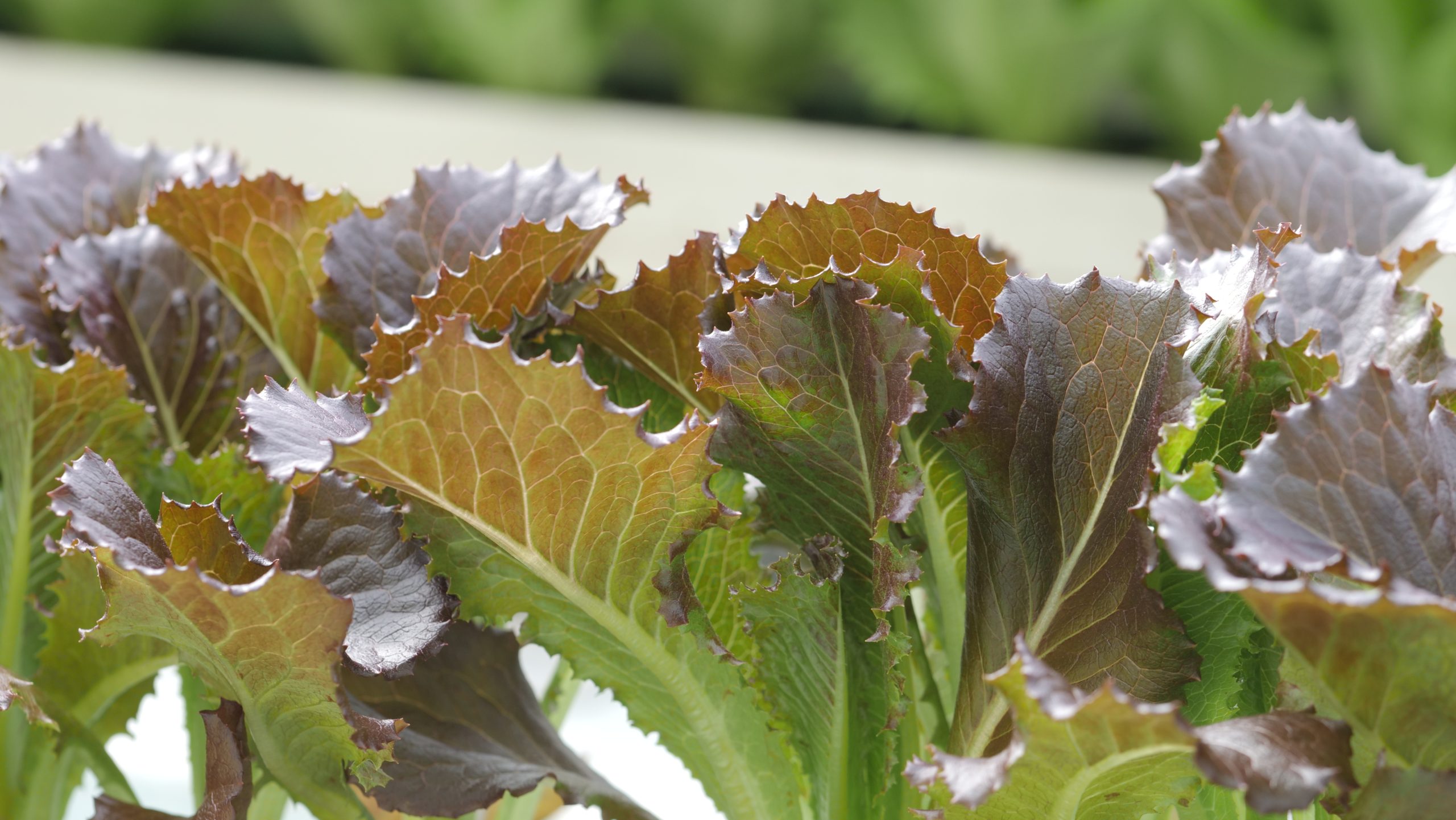 Revolution Farms Lettuce