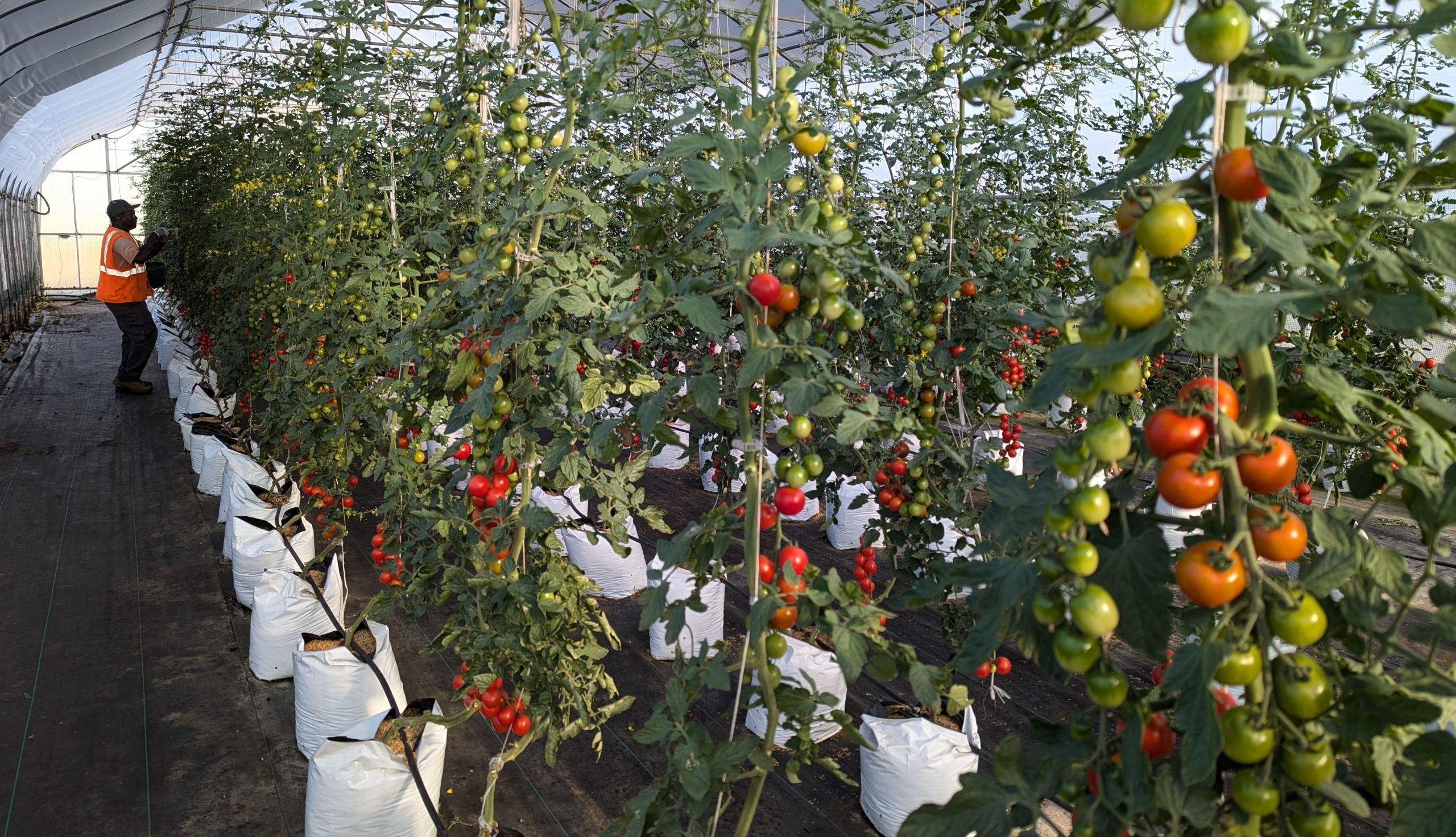 Revolution Farms Tomatos
