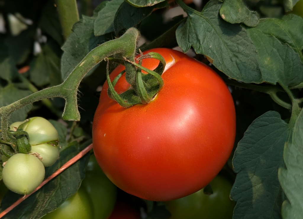 Revolution Farms Tomato
